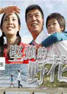 韓劇DVD專賣店 正品堅強的野花dvd